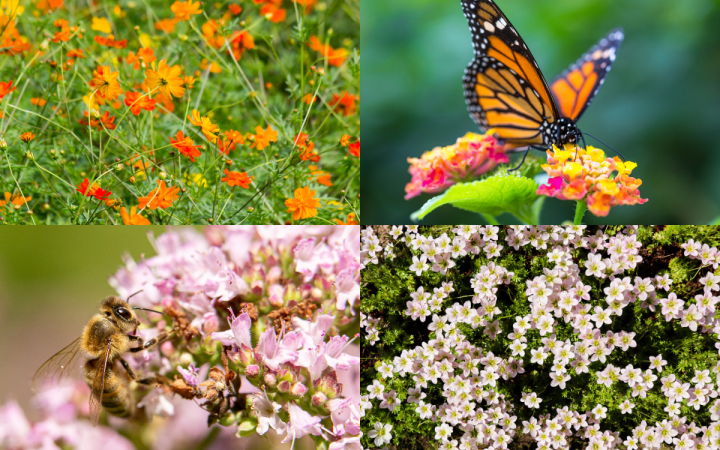Biodiversité : Pourquoi ce mot est souvent mal compris