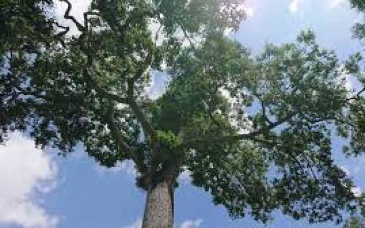 ECOLOGIE : Comment des arbres africains ont conquis les forêts d’Asie du Sud‑Est