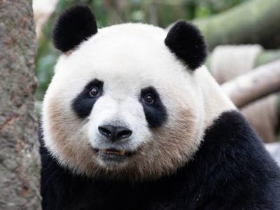 SCIENCE : Le père Armand David, l’homme qui « découvrit » le panda et le fit entrer dans la science