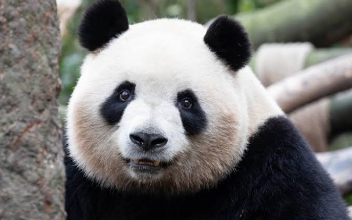SCIENCE : Le père Armand David, l’homme qui « découvrit » le panda et le fit entrer dans la science